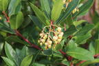 Erdbeerbaum 'Compacta' - Arbutus unedo 'Compacta'