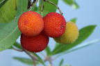 Erdbeerbaum 'Compacta' - Arbutus unedo 'Compacta'