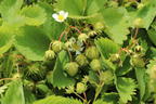 Erdbeere 'Elsanta' - Fragaria 'Elsanta'