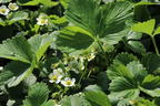 Erdbeere 'Elsanta' - Fragaria 'Elsanta'