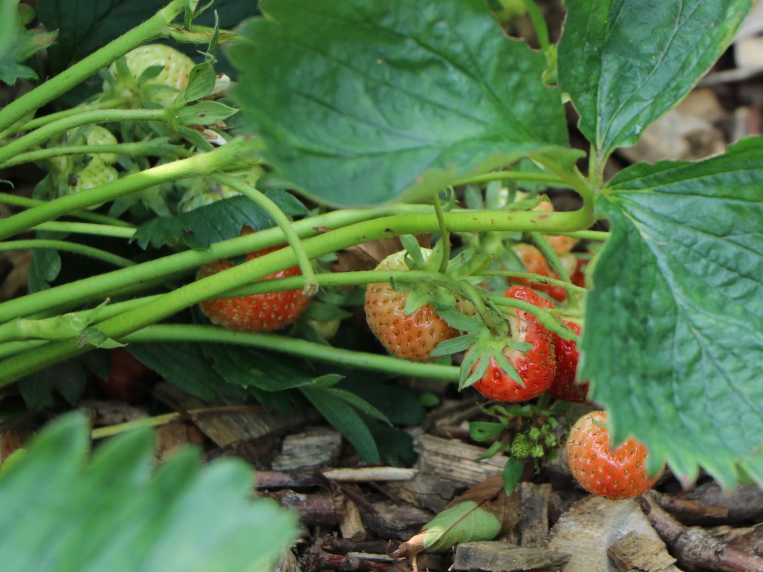 Erdbeere 'Florence' Fragaria 'Florence' Baumschule Horstmann
