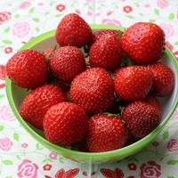 Erdbeere 'Honeoye' - Fragaria 'Honeoye'