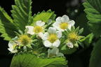 Erdbeere 'Honeoye' - Fragaria 'Honeoye'