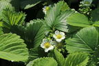 Erdbeere 'Honeoye' - Fragaria 'Honeoye'