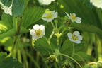 Erdbeere 'Honeoye' - Fragaria 'Honeoye'