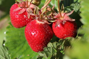 Erdbeere 'Lucky Berry' ®