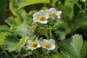 Erdbeere 'Polka'
