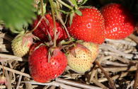 Erdbeere 'Senga ® Sengana ®'