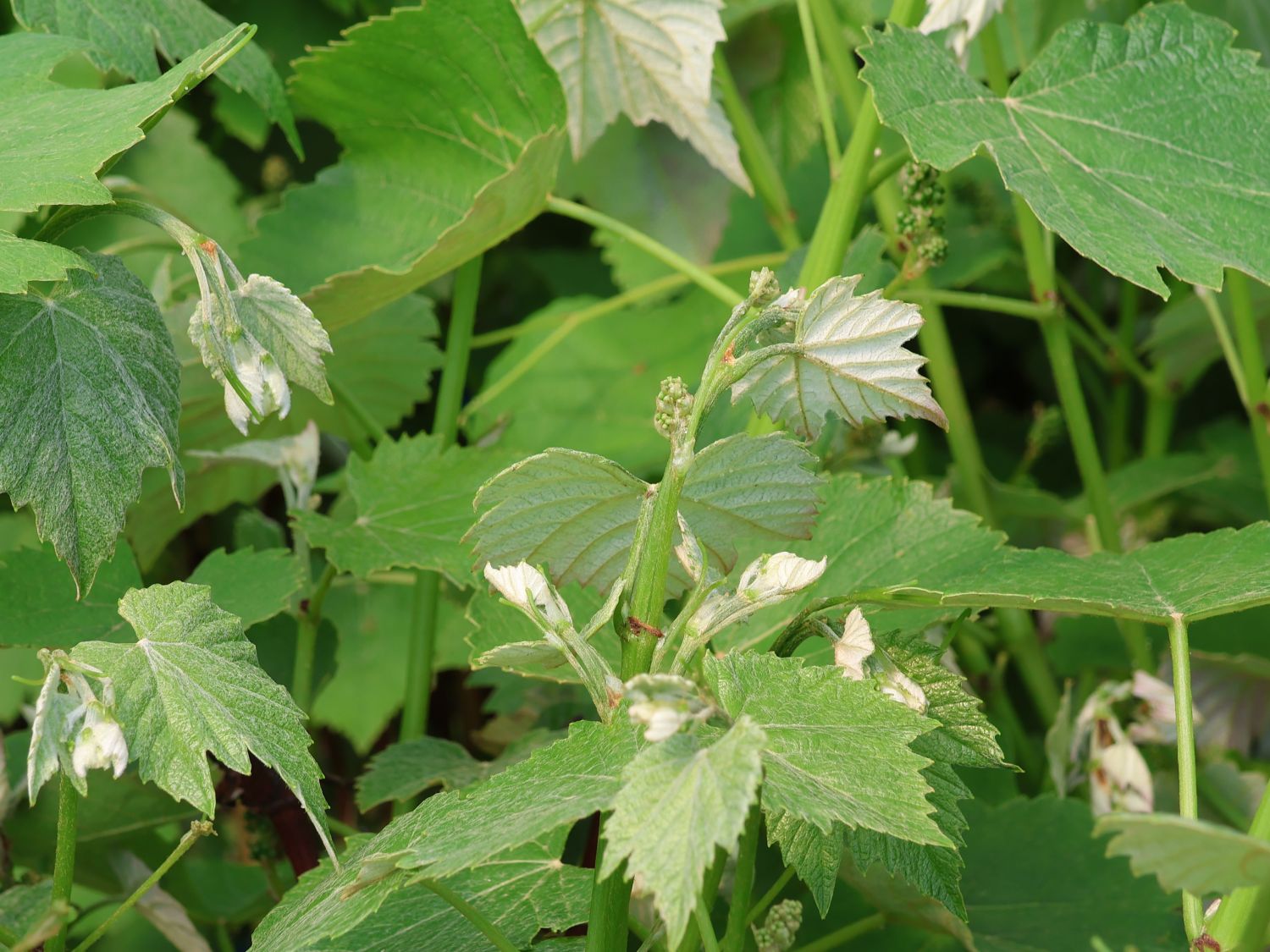 Erdbeertraube 'Isabella' / Weintraube 'Isabella' - Vitis 'Isabella'