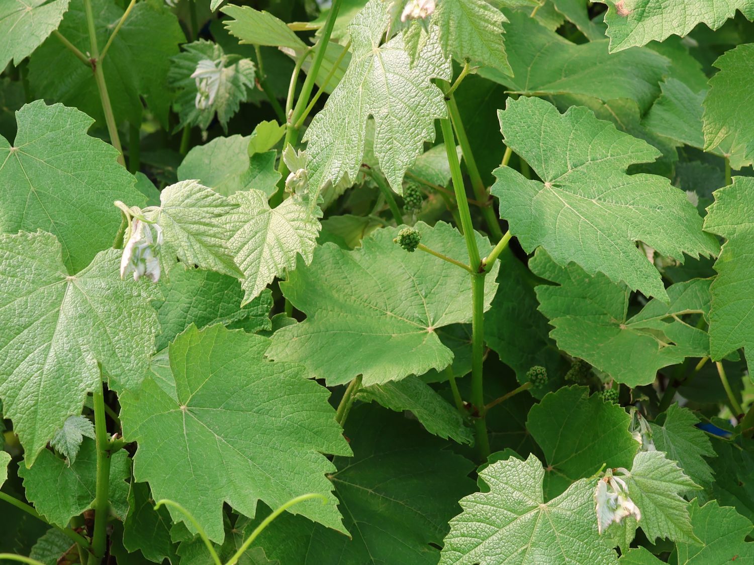 Erdbeertraube 'Isabella' / Weintraube 'Isabella' - Vitis 'Isabella'