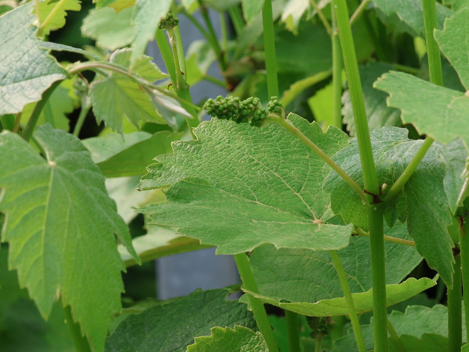 Erdbeertraube 'Isabella' / Weintraube 'Isabella' - Vitis 'Isabella'