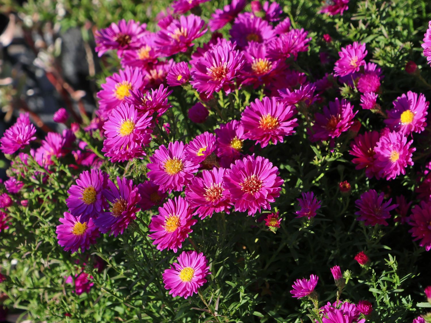 Erika-Aster 'Pixie Red Eye'