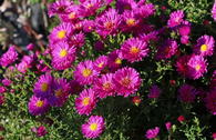 Erika-Aster 'Pixie Red Eye'