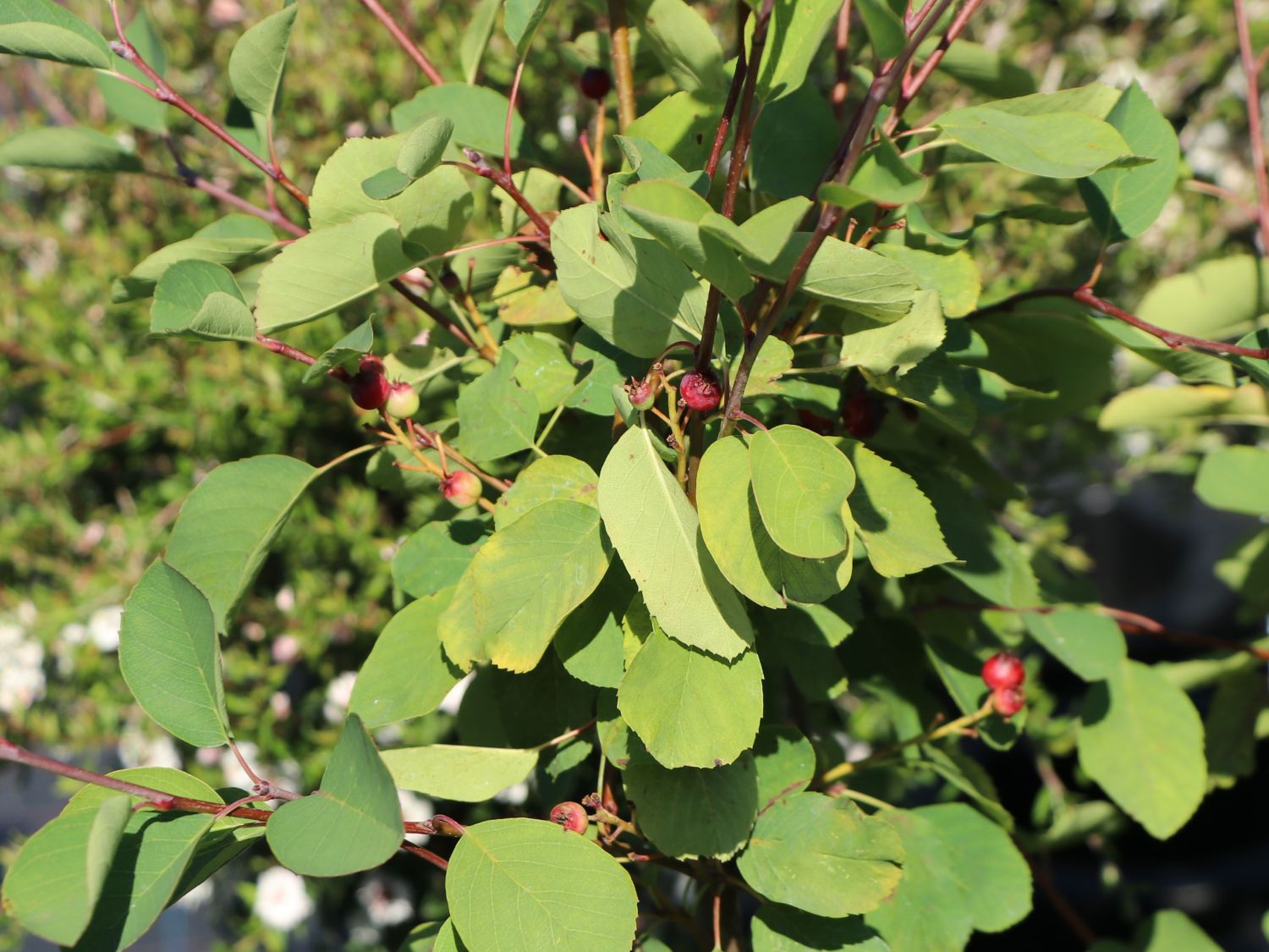 Erlenblättrige Felsenbirne Greatberry by koju ® 'Aroma'