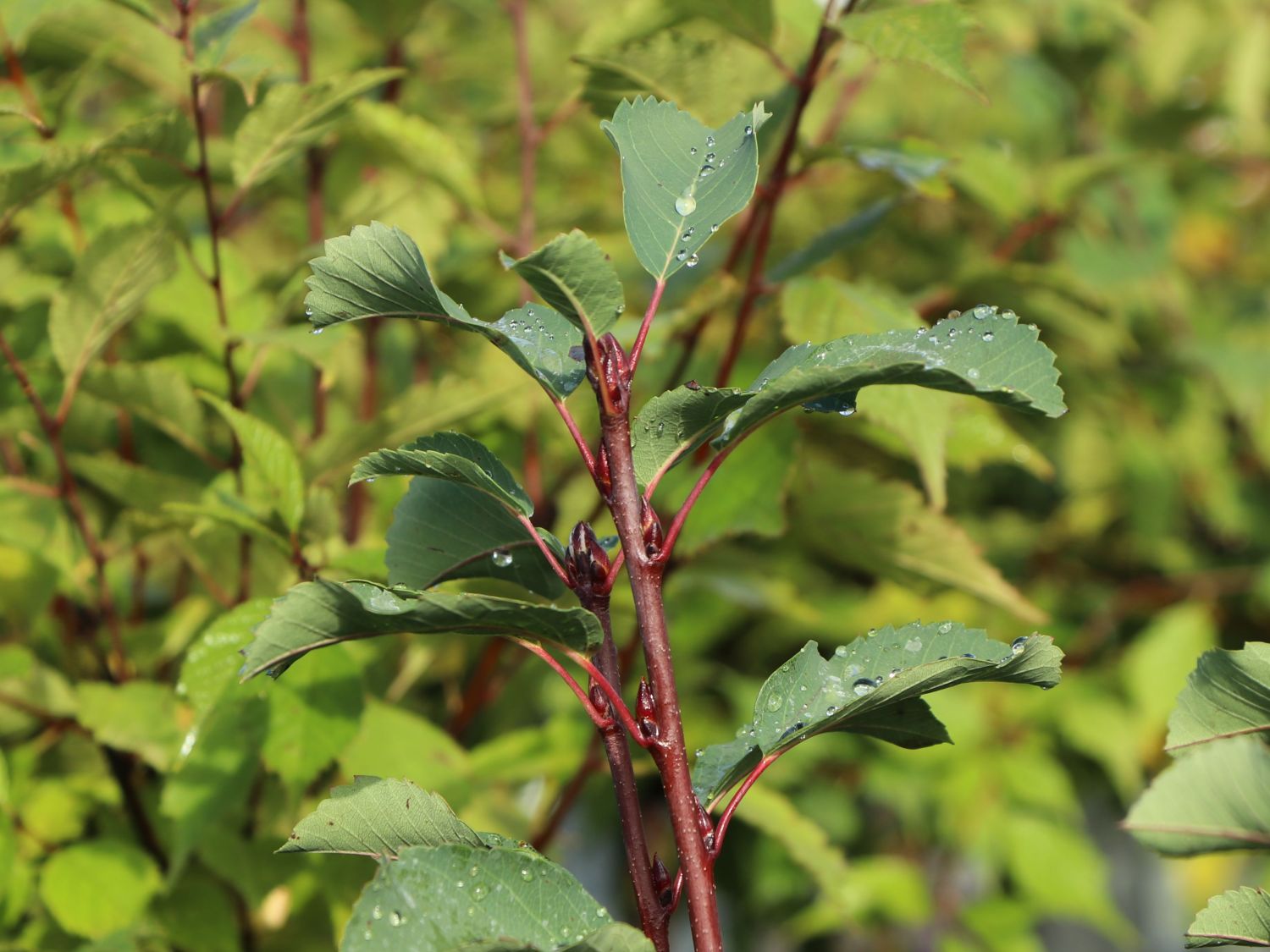 Erlenblättrige Felsenbirne Greatberry ® 'Farm'
