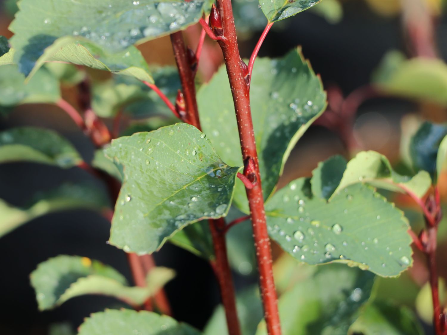 Erlenblättrige Felsenbirne Greatberry ® 'Farm' - Amelanchier alnifolia Greatberry ® 'Farm'