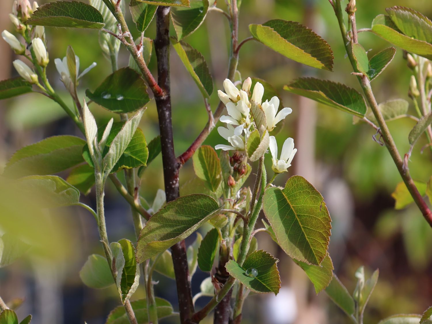 Erlenblättrige Felsenbirne Greatberry ® 'Farm' - Amelanchier alnifolia Greatberry ® 'Farm'