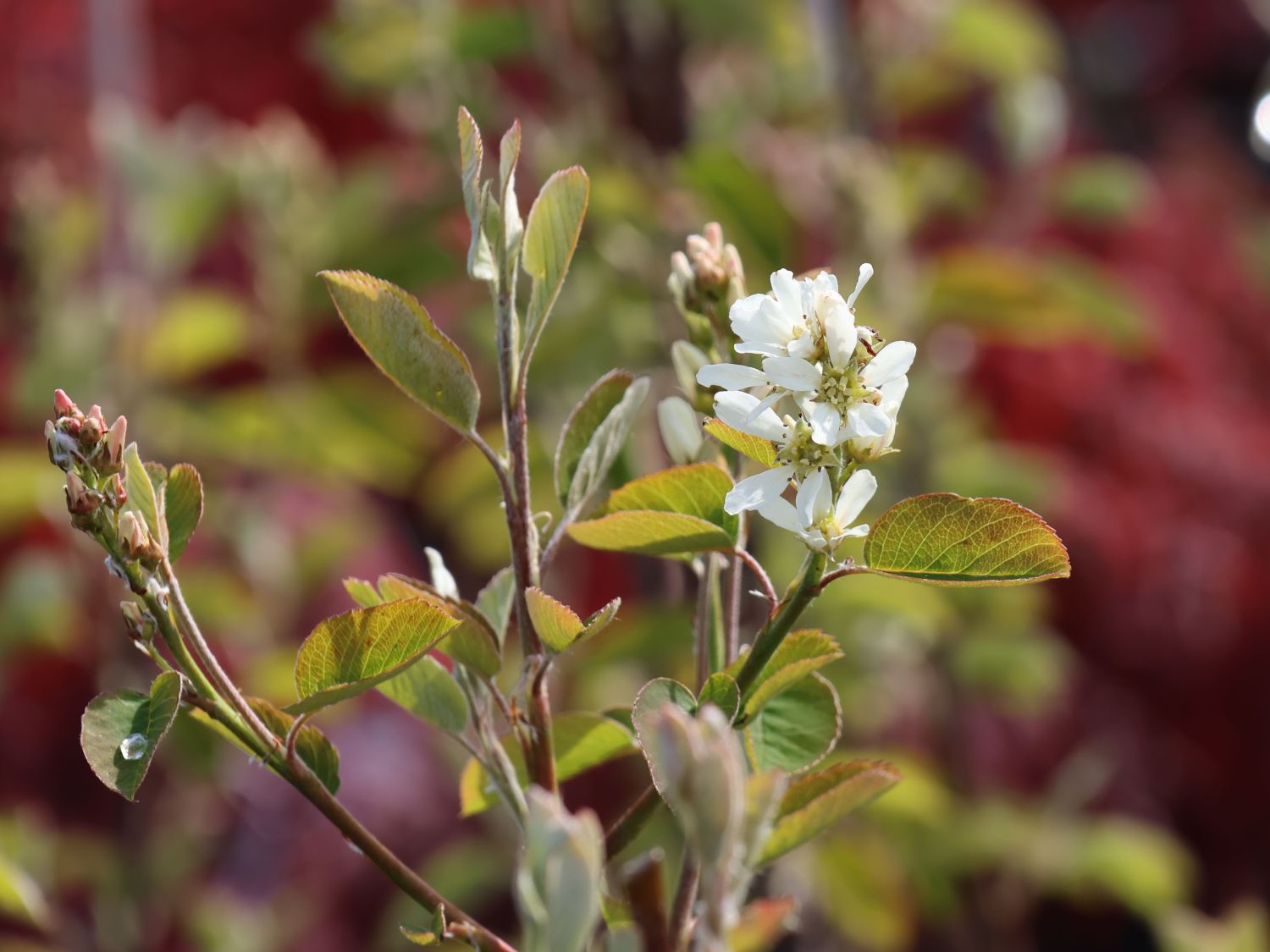 Erlenblättrige Felsenbirne Greatberry ® 'Farm' - Amelanchier alnifolia Greatberry ® 'Farm'