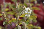 Erlenblättrige Felsenbirne Greatberry ® 'Farm' - Amelanchier alnifolia Greatberry ® 'Farm'
