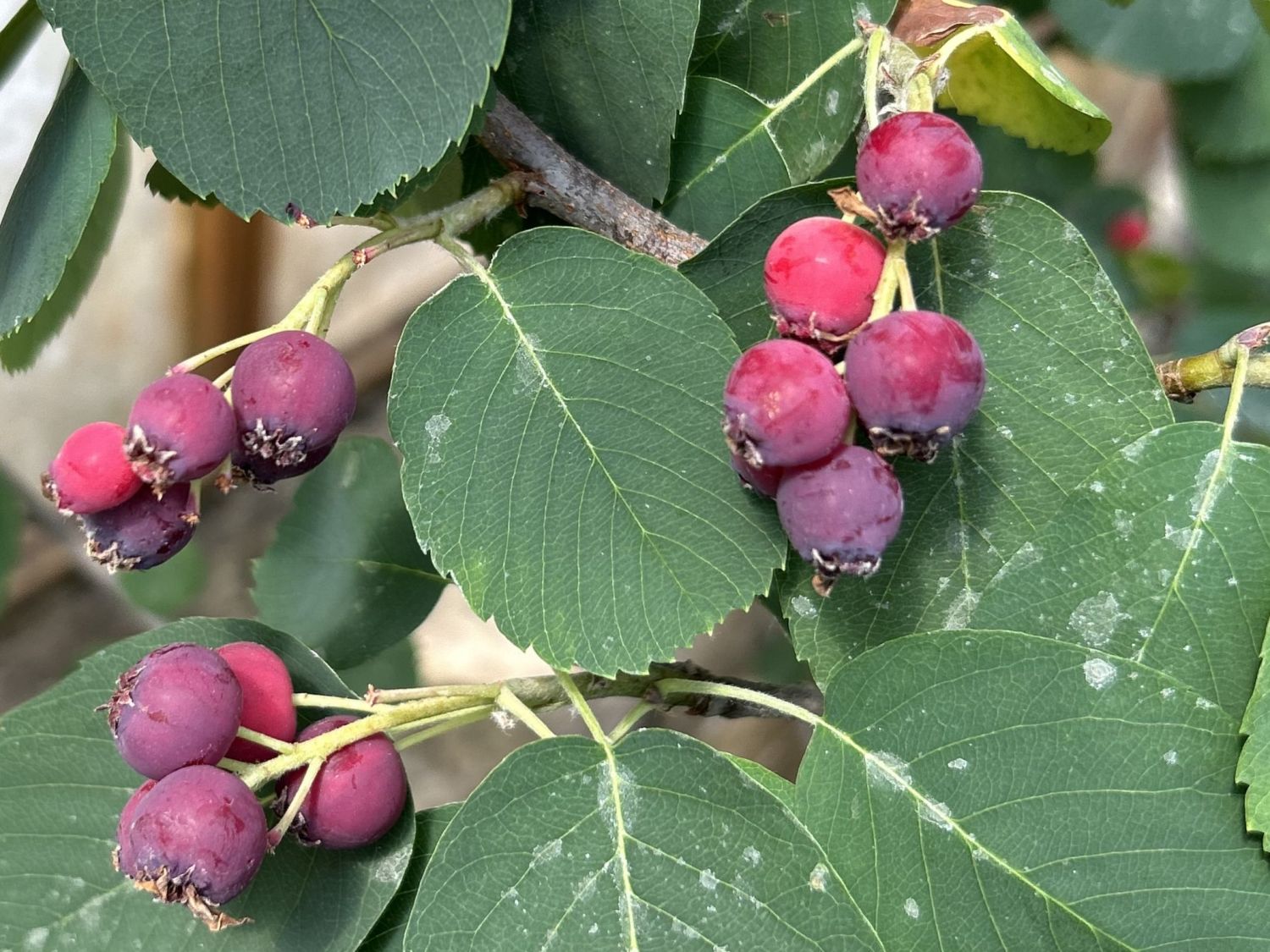 Erlenblättrige Felsenbirne Greatberry ® 'Farm' - Amelanchier alnifolia Greatberry ® 'Farm'