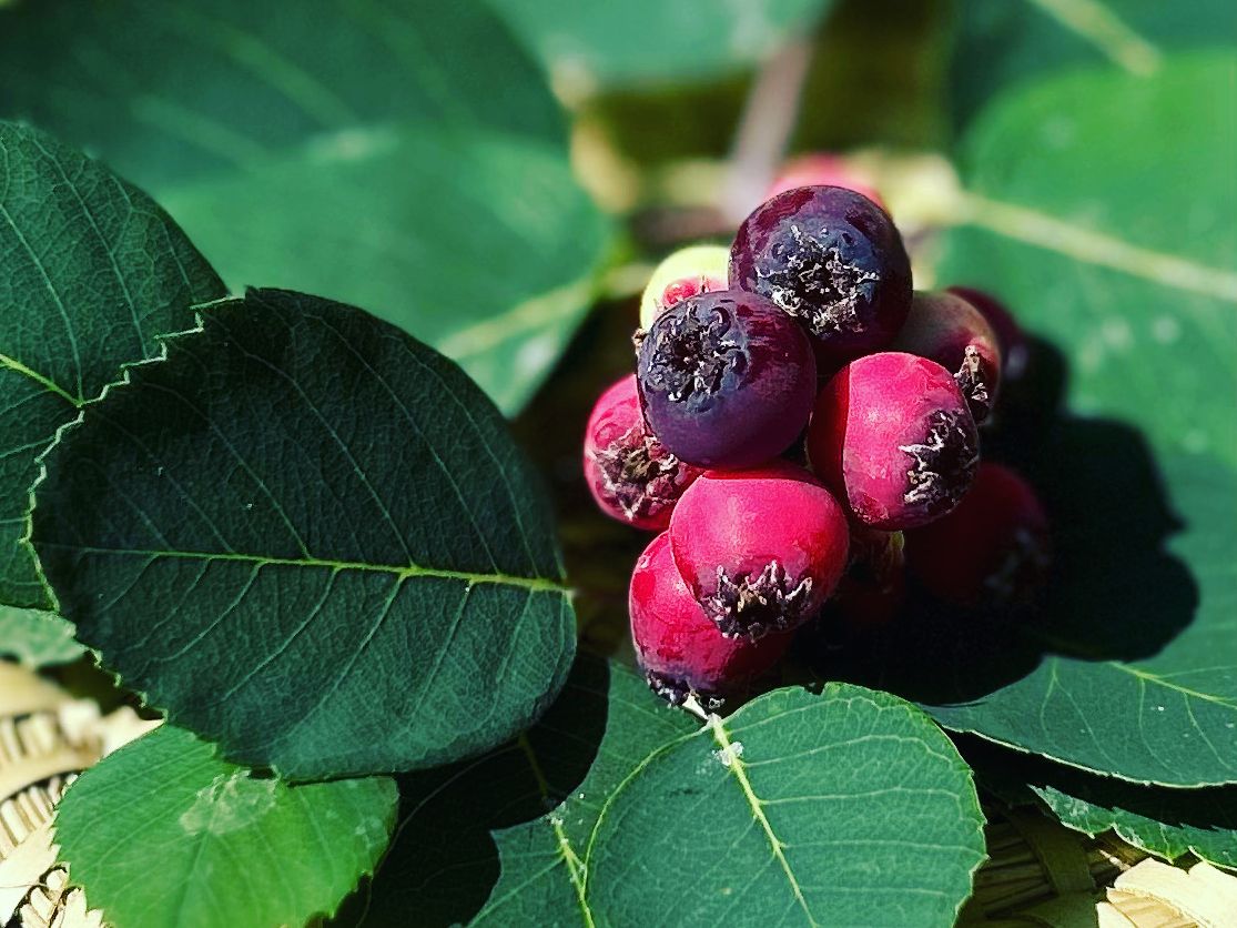 Erlenblättrige Felsenbirne Greatberry ® 'Fruity' - Amelanchier alnifolia Greatberry ® 'Fruity'