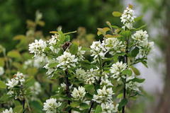 Erlenblättrige Felsenbirne Greatberry ® 'Garden'
