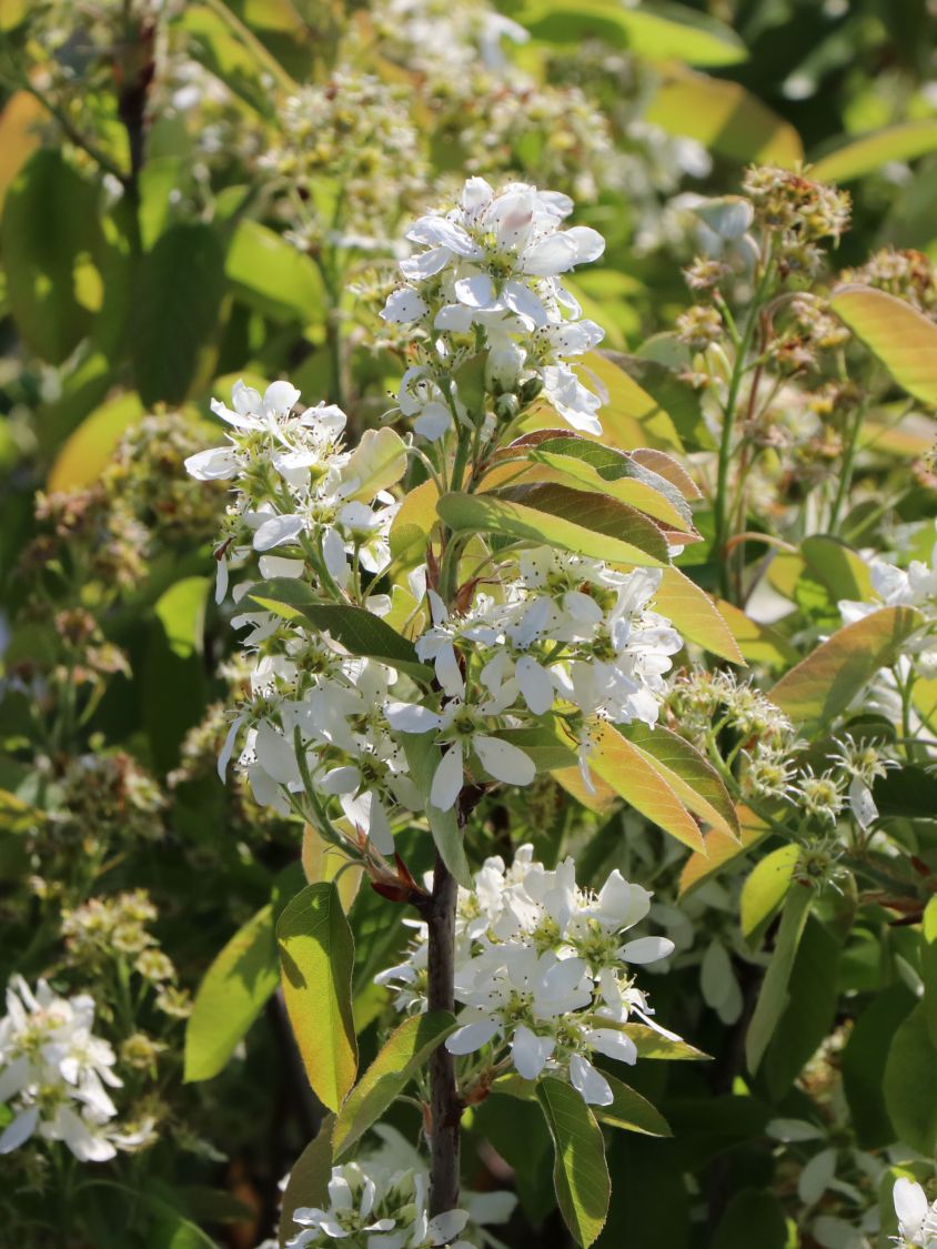 Erlenblättrige Felsenbirne 'Saskatoon Berry' ­® - Amelanchier alnifolia 'Saskatoon Berry' ­®