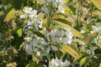 Erlenblättrige Felsenbirne 'Saskatoon Berry' ® - Amelanchier alnifolia 'Saskatoon Berry' ®