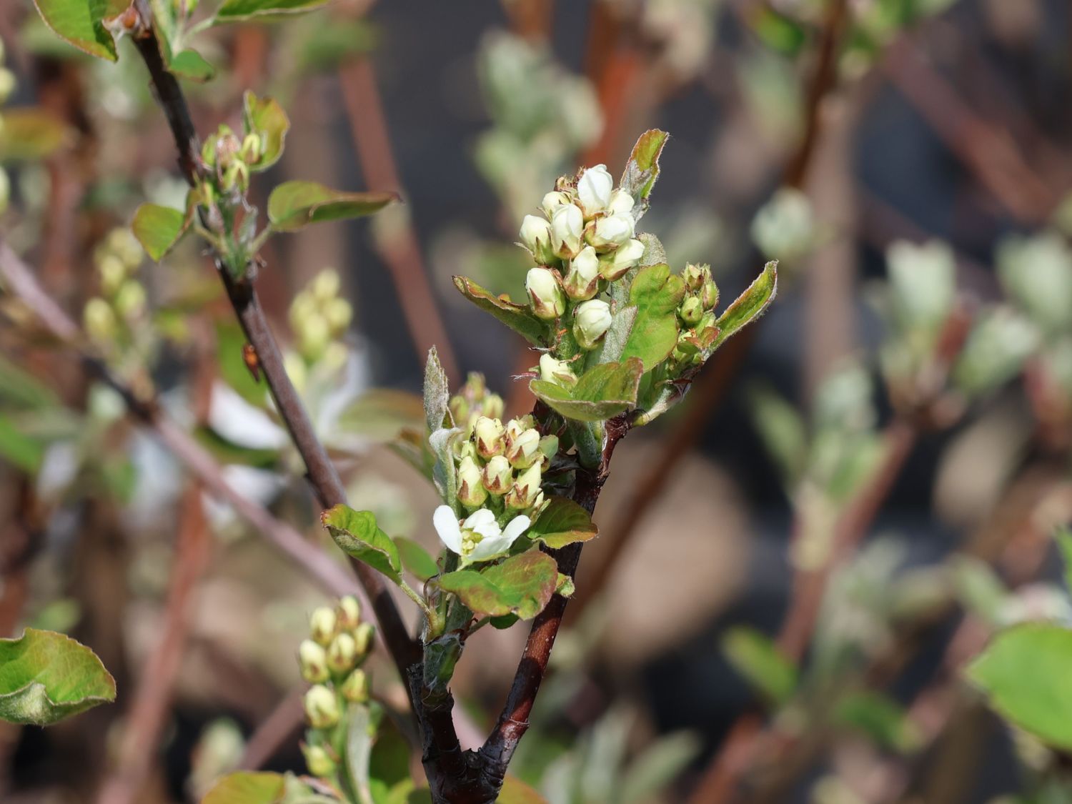 Erlenblättrige Felsenbirne 'Honeywood'