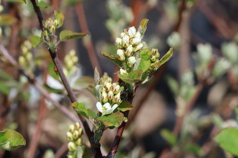 Erlenblättrige Felsenbirne 'Honeywood' - Amelanchier alnifolia 'Honeywood'