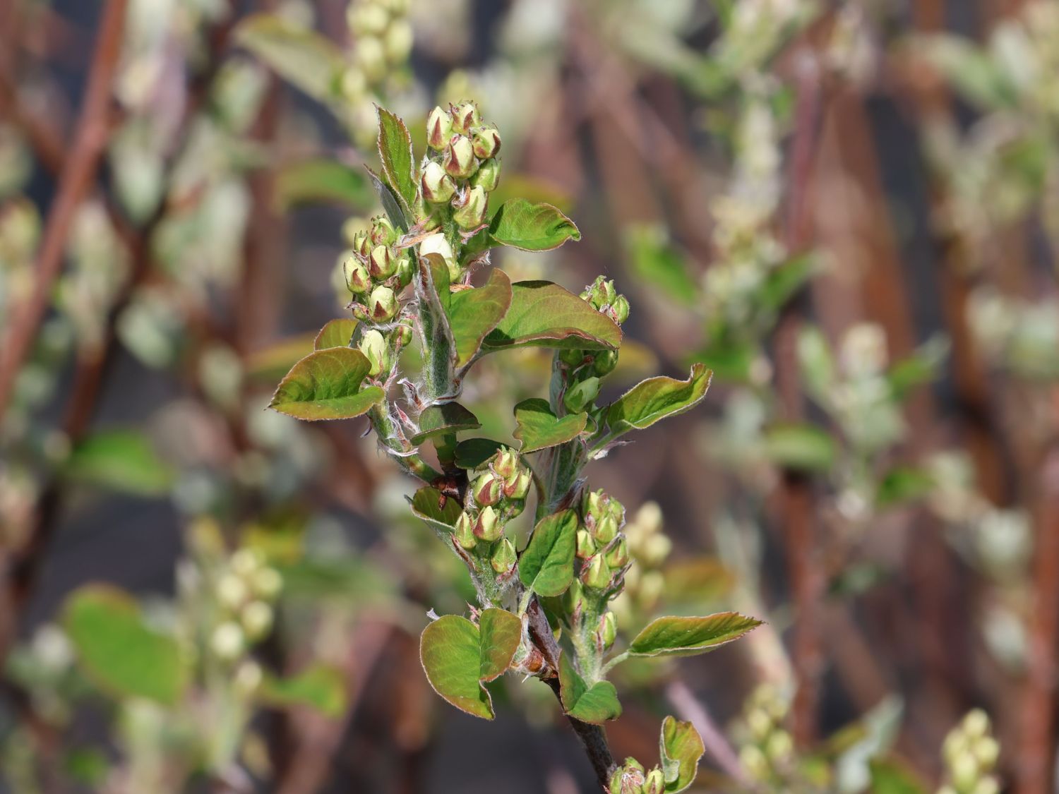 Erlenblättrige Felsenbirne 'Honeywood' - Amelanchier alnifolia 'Honeywood'