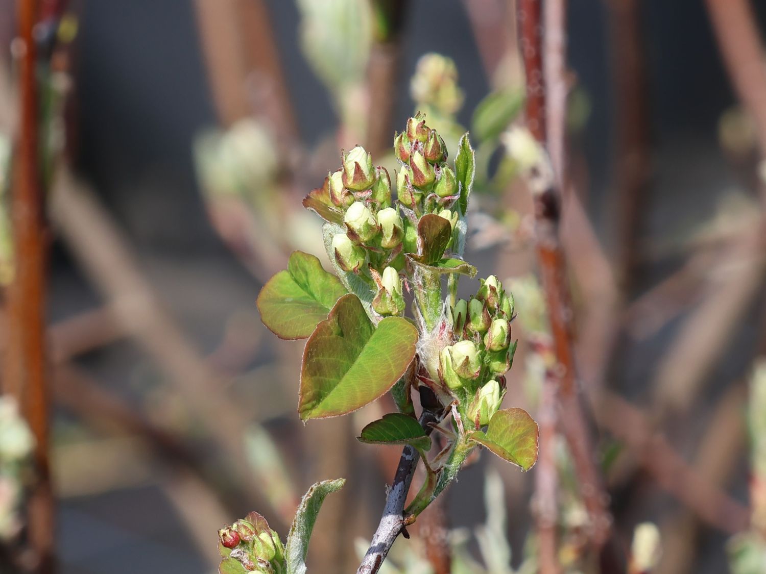 Erlenblättrige Felsenbirne 'Honeywood' - Amelanchier alnifolia 'Honeywood'