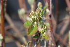 Erlenblättrige Felsenbirne 'Honeywood' - Amelanchier alnifolia 'Honeywood'