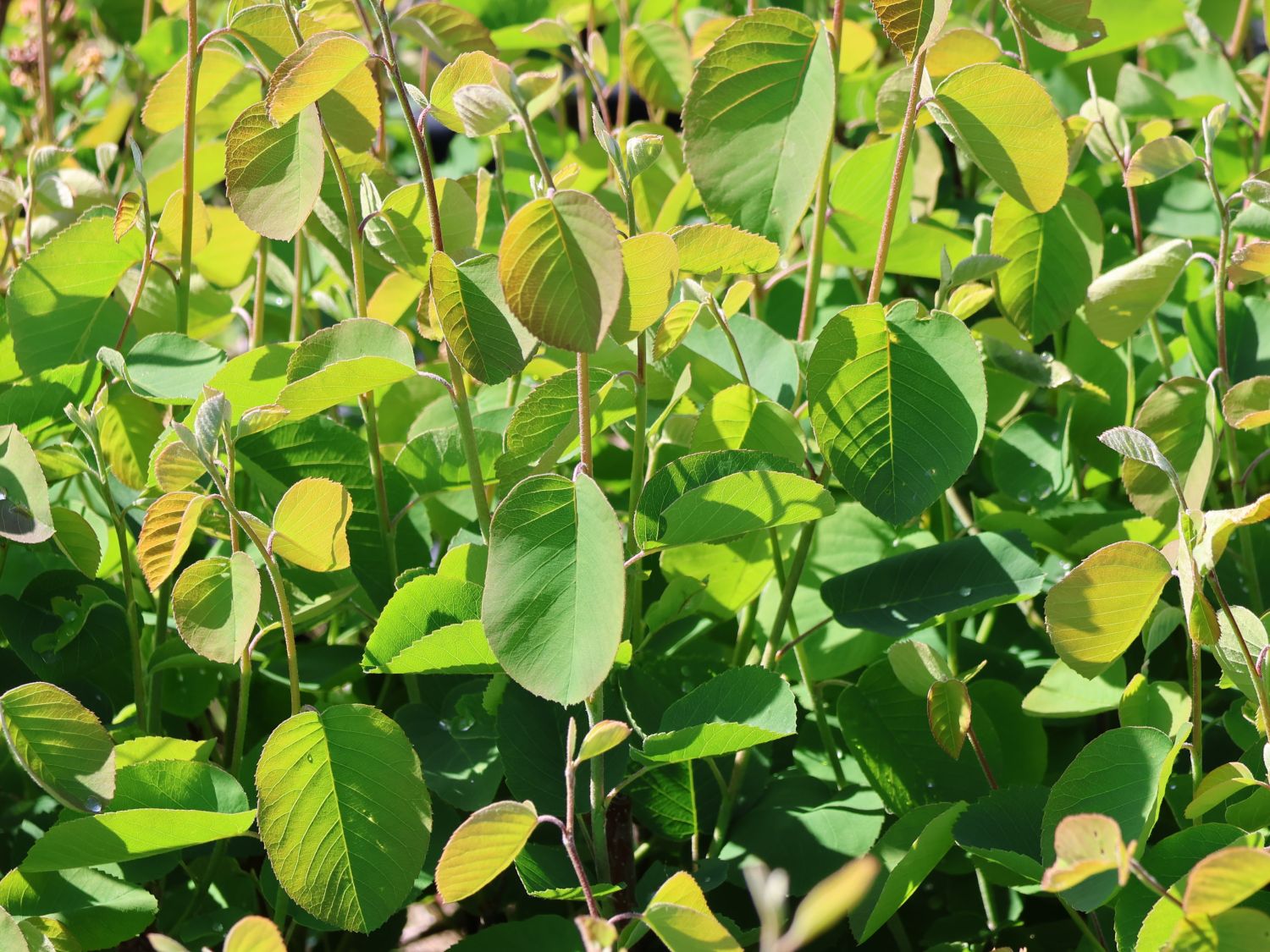 Erlenblättrige Felsenbirne 'Honeywood' - Amelanchier alnifolia 'Honeywood'