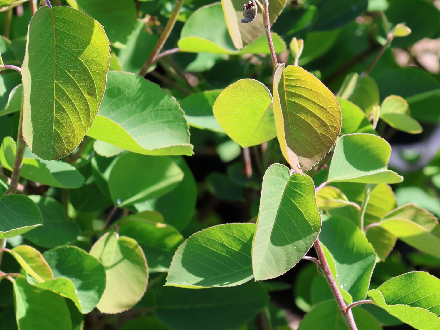 Erlenblättrige Felsenbirne 'Honeywood' - Amelanchier alnifolia 'Honeywood'