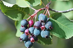 Erlenblättrige Felsenbirne 'Saskatoon Berry' ®