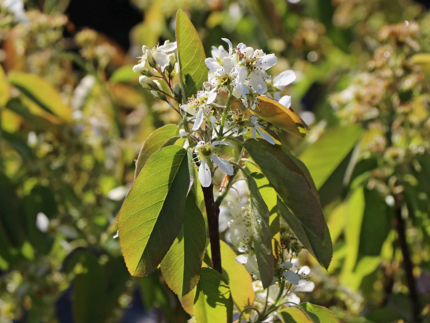 Erlenblättrige Felsenbirne 'Saskatoon Berry' ­® - Amelanchier alnifolia 'Saskatoon Berry' ­®
