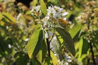 Erlenblättrige Felsenbirne 'Saskatoon Berry' ® - Amelanchier alnifolia 'Saskatoon Berry' ®