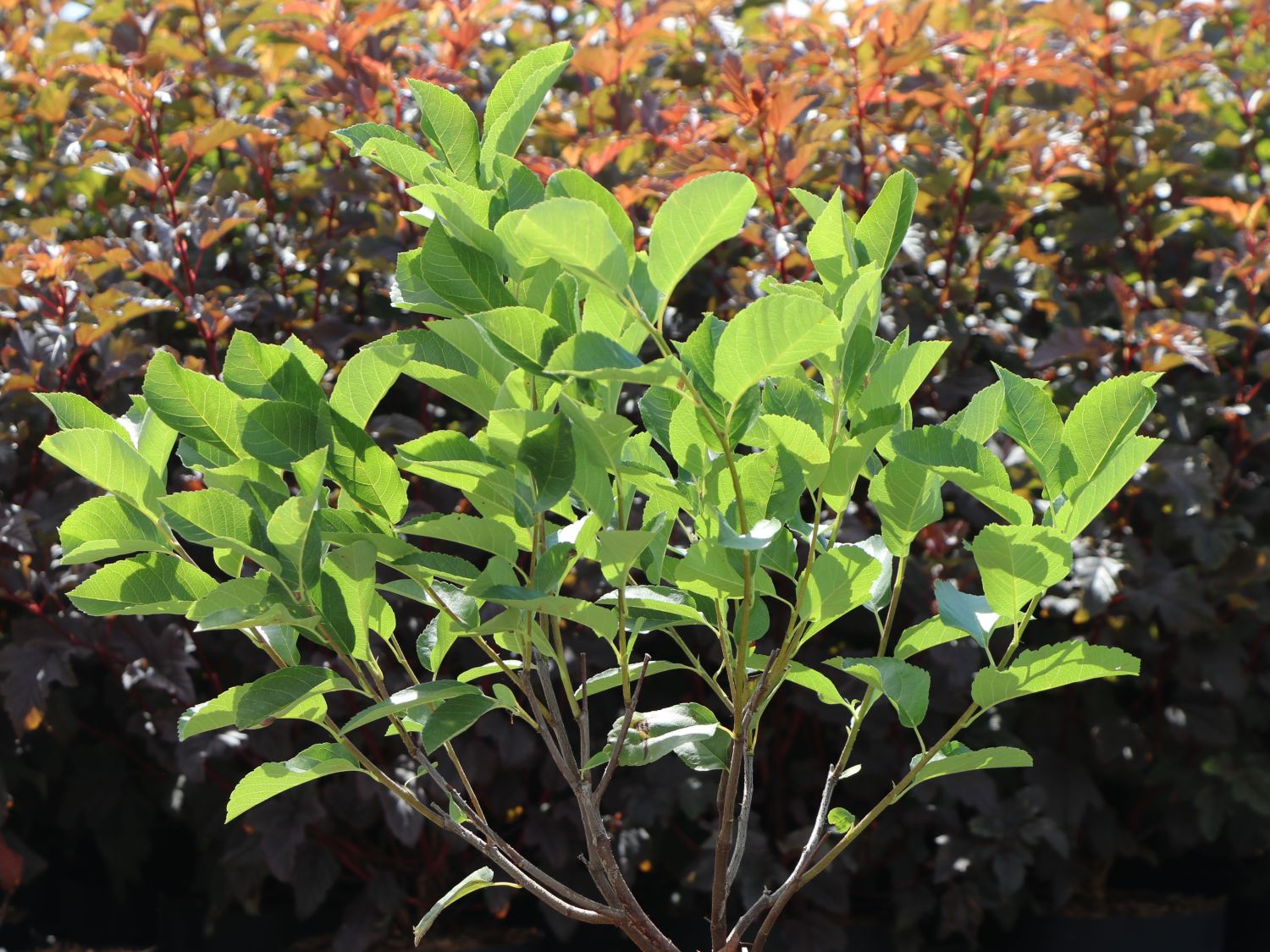 Erlenblättrige Felsenbirne 'Saskatoon Berry' ­® - Amelanchier alnifolia 'Saskatoon Berry' ­®