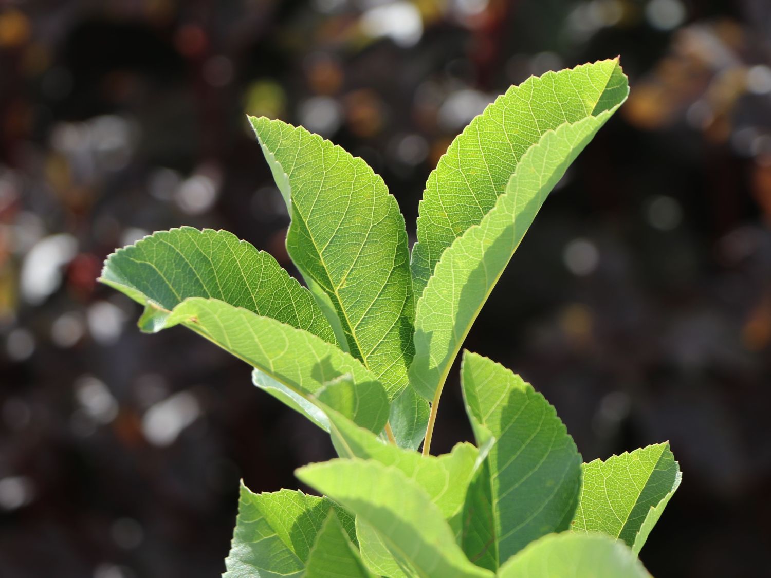 Erlenblättrige Felsenbirne 'Saskatoon Berry' ­® - Amelanchier alnifolia 'Saskatoon Berry' ­®