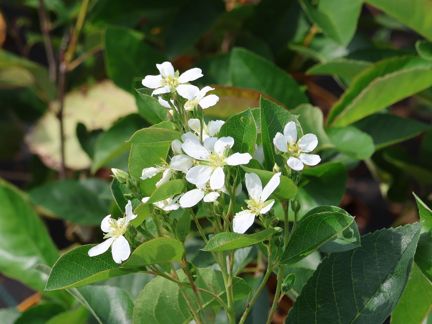 Erlenblättrige Felsenbirne 'Saskatoon Berry' ­® - Amelanchier alnifolia 'Saskatoon Berry' ­®