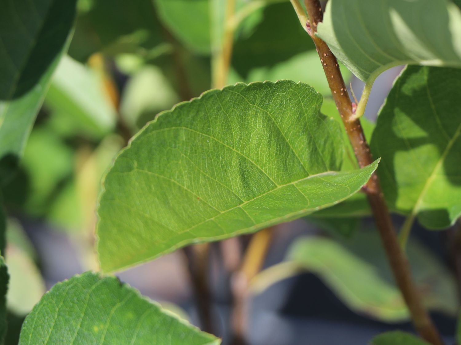 Erlenblättrige Felsenbirne 'Saskatoon Berry' ­® - Amelanchier alnifolia 'Saskatoon Berry' ­®