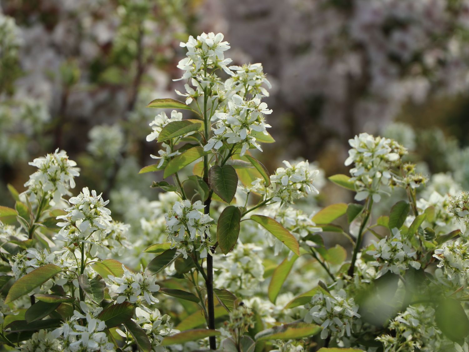 Erlenblättrige Felsenbirne 'Saskatoon Berry' ­® - Amelanchier alnifolia 'Saskatoon Berry' ­®