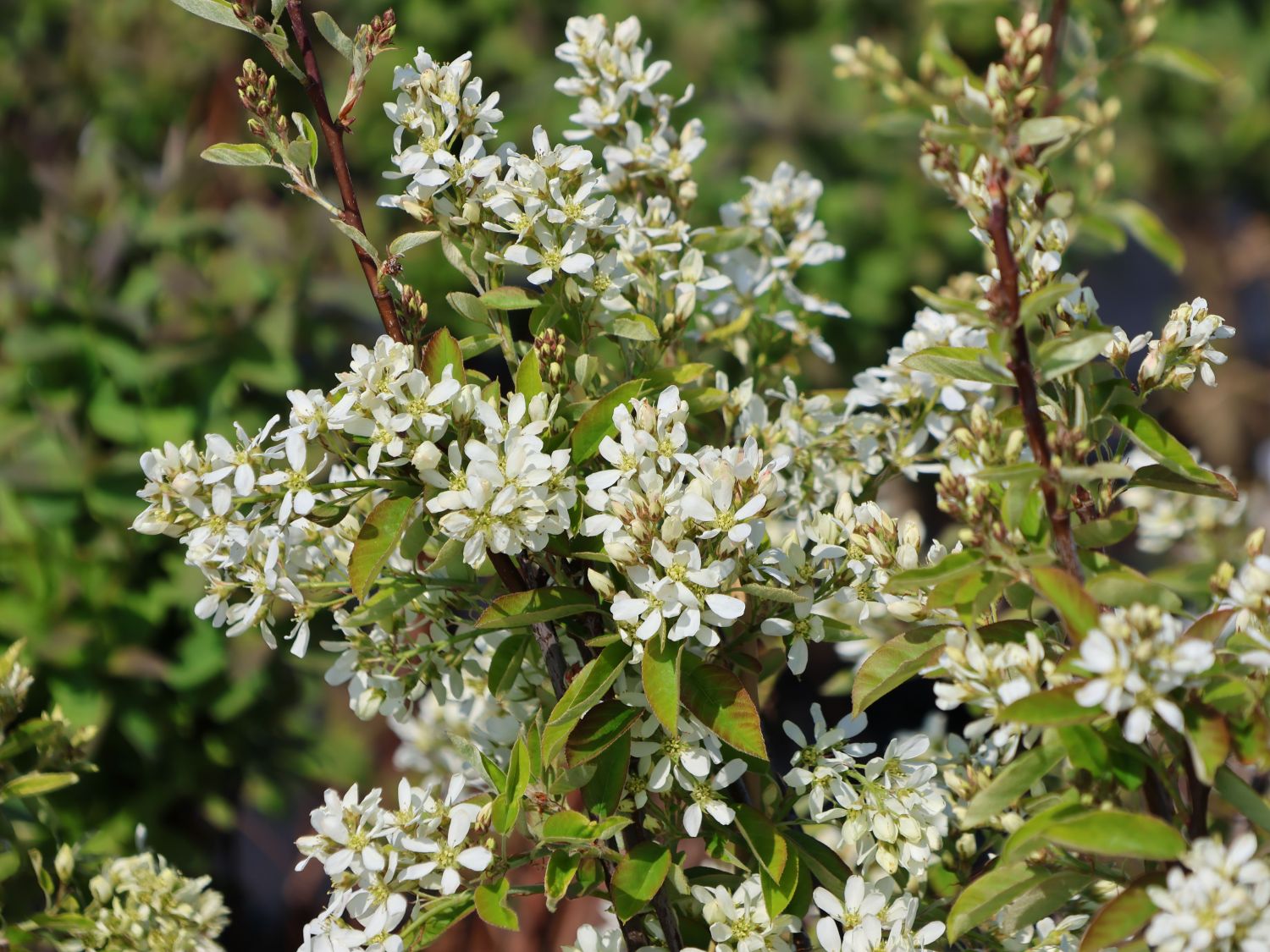 Erlenblättrige Felsenbirne 'Saskatoon Berry' ­® - Amelanchier alnifolia 'Saskatoon Berry' ­®
