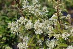Erlenblättrige Felsenbirne 'Saskatoon Berry' ® - Amelanchier alnifolia 'Saskatoon Berry' ®