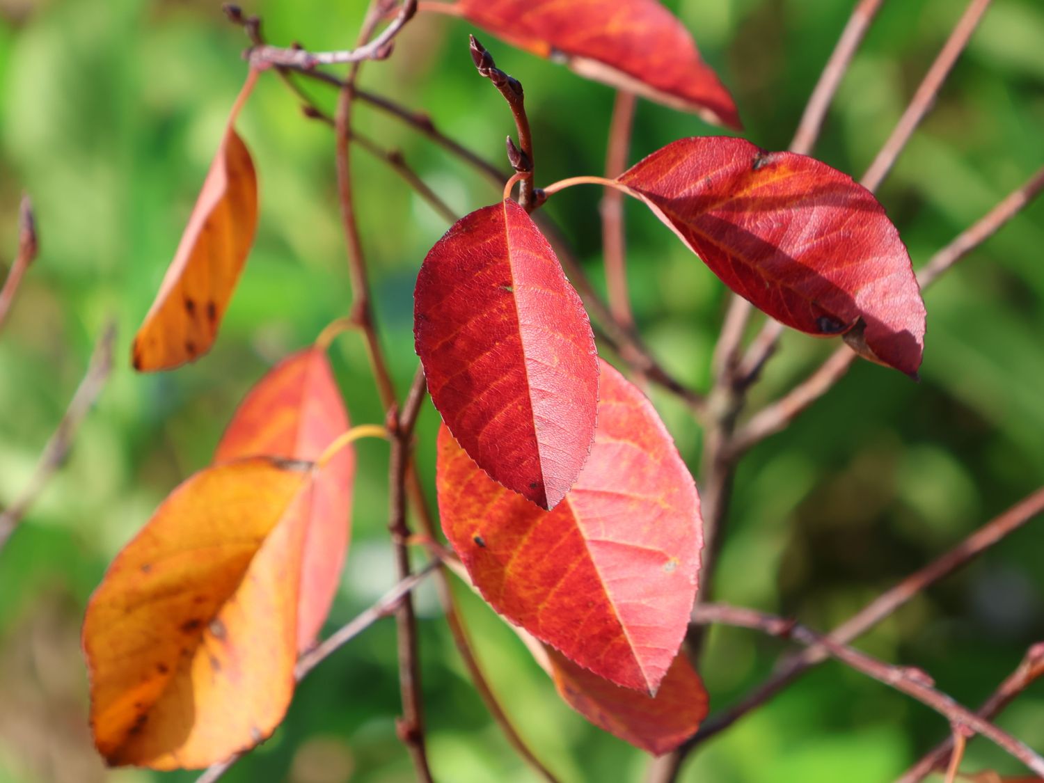 Erlenblättrige Felsenbirne 'Saskatoon Berry' ­® - Amelanchier alnifolia 'Saskatoon Berry' ­®