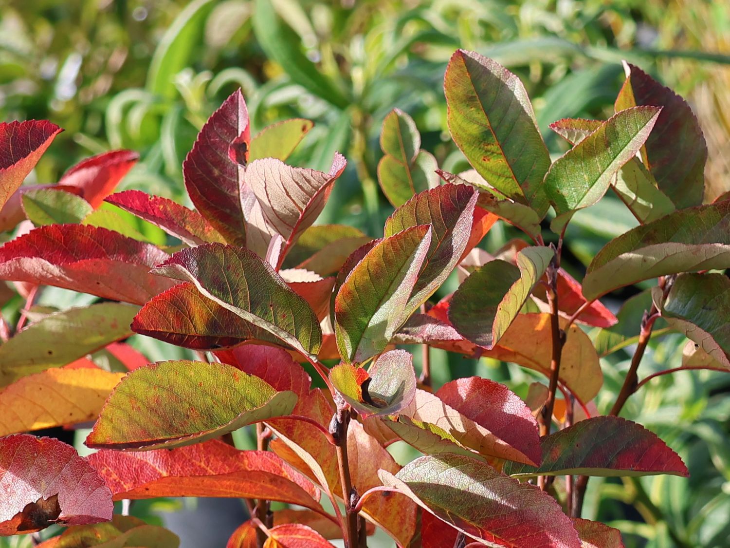 Erlenblättrige Felsenbirne 'Saskatoon Berry' ­® - Amelanchier alnifolia 'Saskatoon Berry' ­®