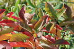 Erlenblättrige Felsenbirne 'Saskatoon Berry' ® - Amelanchier alnifolia 'Saskatoon Berry' ®