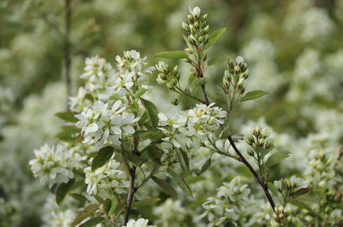 Erlenblättrige Felsenbirne 'Smokey' - Amelanchier alnifolia 'Smokey'