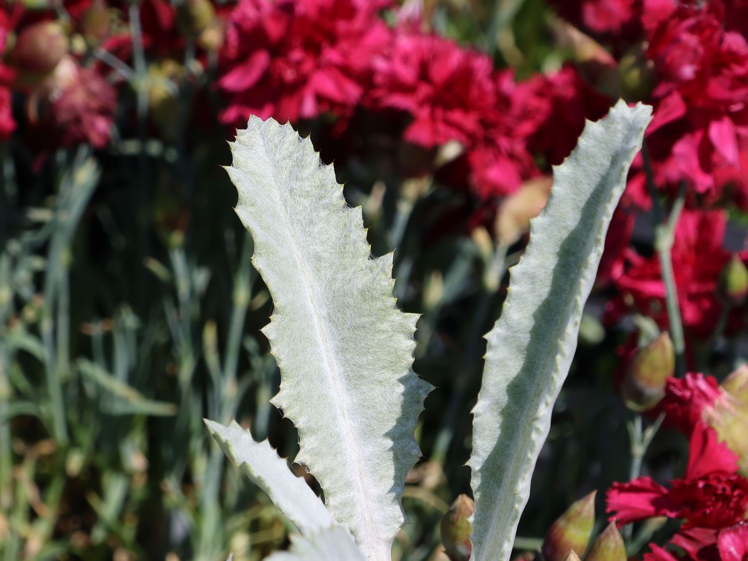 Eselsdistel - Onopordum nervosum